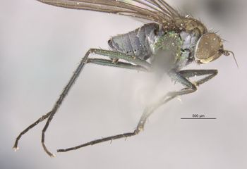 Media type: image;   Entomology 12936 Aspect: habitus lateral view